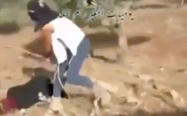 Un résident d'implantations masqué est filmé en train de frapper une Palestinienne qui tentait de récolter ses olives à Turmusayya, le 19 octobre 2025. (Crédit : Capture d'écran/X)